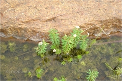 Limnophila heterophylla